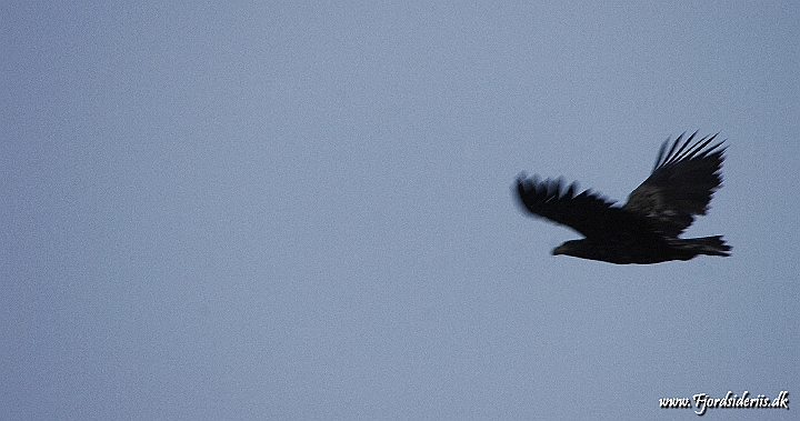 DSC_1307.JPG